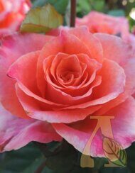 Роза почвопокровная Апачи (Rose Apache)