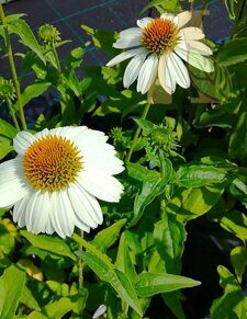 Эхинацея пурпурная Белый лебедь (Echinacea p. White Swan)