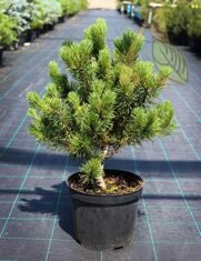 Сосна горная Карстен  (Pinus mugo Carsten)