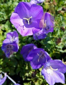 Колокольчик карпатский Перла Блю (Campanula carp. Pearl Blue)