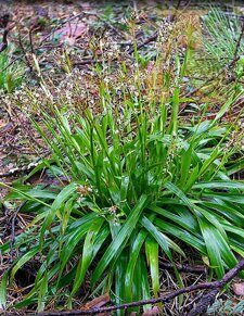 Ожика лесная (Luzula sylcatica)