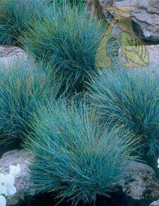 Овсяница сизая Элиа Блю (Festuca glauca Elijah Blue)