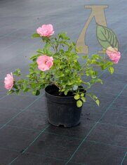 Роза почвопокровная Зоммервинд  (Rosa (H) Sommerwind)