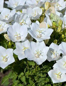 Колокольчик карпатский Перла Уайт (Campanula carp. Pearl White)