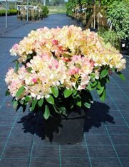Рододендрон "Перси Вайсман" (Rhododendron "Percy Wiseman")