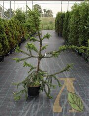 Ель обыкновенная Виргата (Picea abies Virgata)