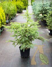 Ель колючая Денсата (Picea glauca Densata)